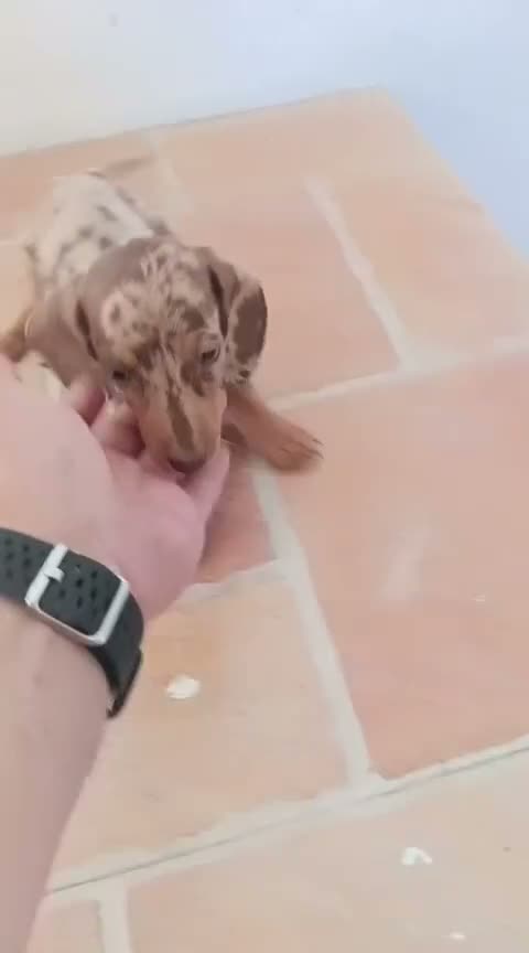 Teckel Miniatura perros en venta: Macho teckel mini arlequín chocolate  - Video 1