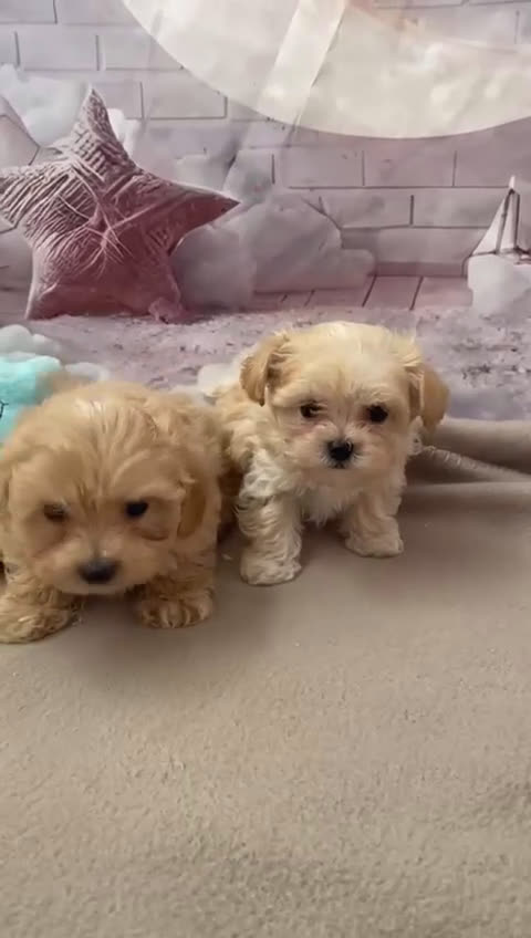 Maltipoo perros en venta: Maltipoo - Video 1