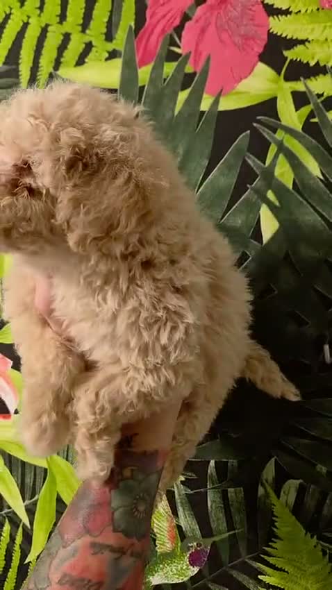 Maltipoo perros en venta: Maltipoo  - Video 1
