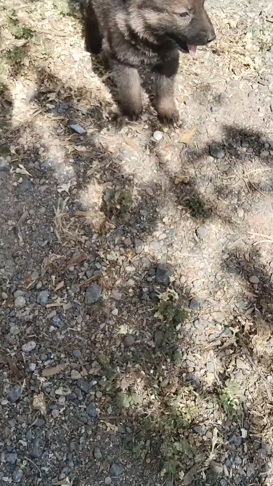 Pastor Alemán perros en venta: Pastores alemánes linea de trabajo de calidad  - Video 1