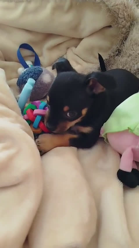Pinscher Miniatura perros en venta: Mini Pincher De Máxima Calidad MINIS - Video 3