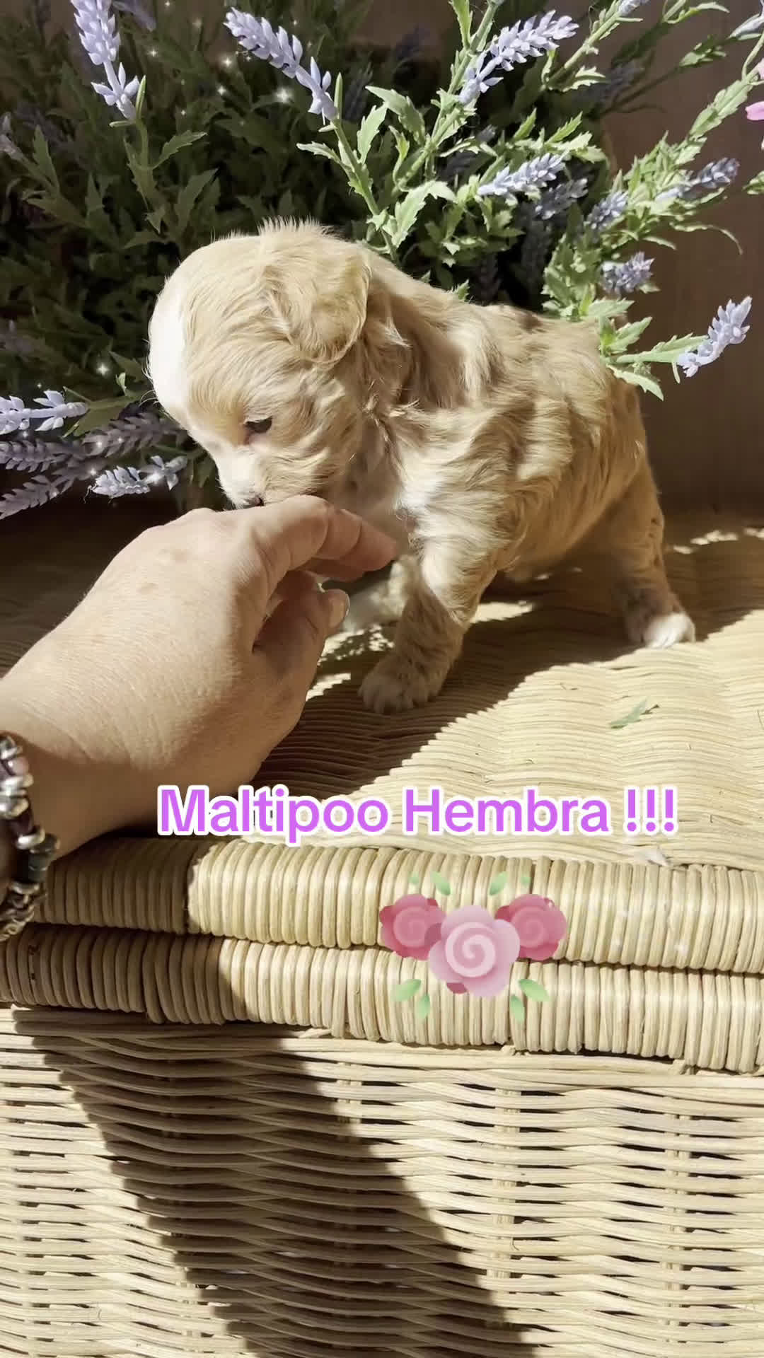 Maltipoo perros en venta: Maltipoo Toy disponible  - Video 1