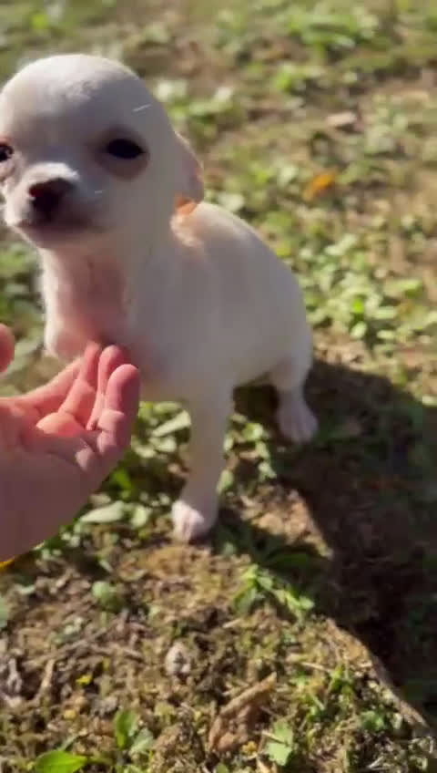 Chihuahua perros en venta:  Chihuahua Microtoy blanco  - Video 1