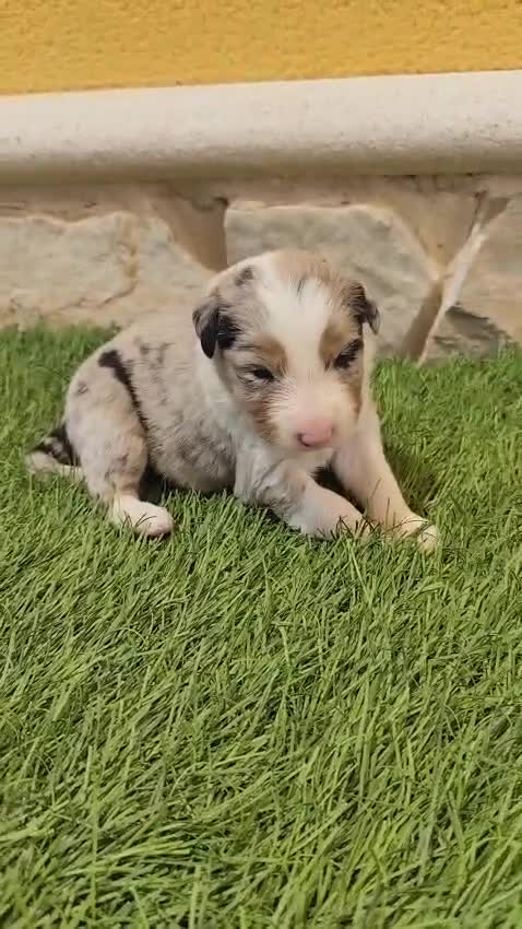 Border Collie perros en venta: Border Collie triblue choco - Video 1