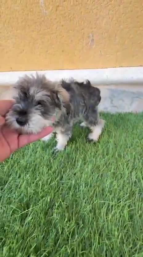 Schnauzer Miniatura perros en venta: Schnauzer miniatura sal y pimienta  - Video 1