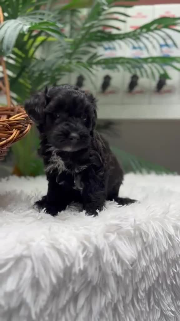 Maltipoo perros en venta: MALTIPOO 💙 - Video 2