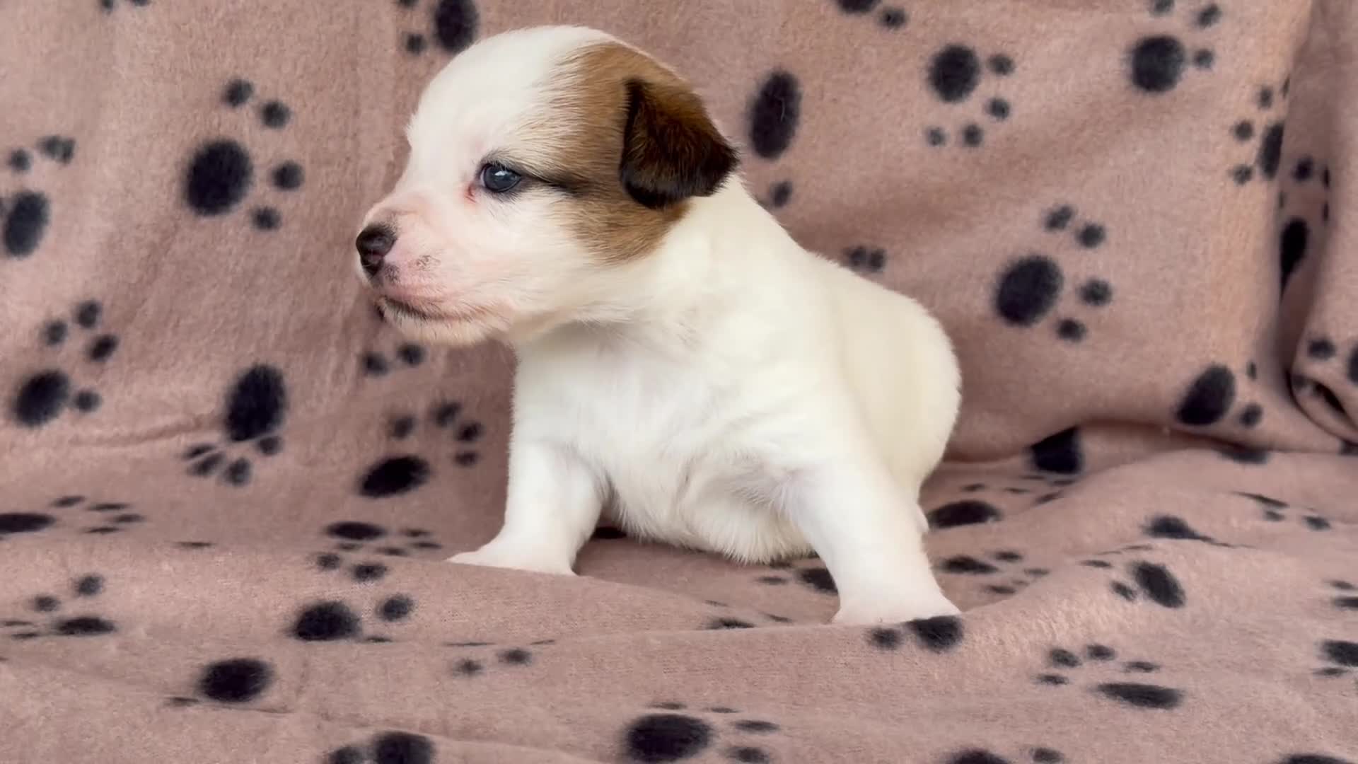 Jack Russell Terrier perros en venta: Cachorros de jack Russell disponibles - Video 3