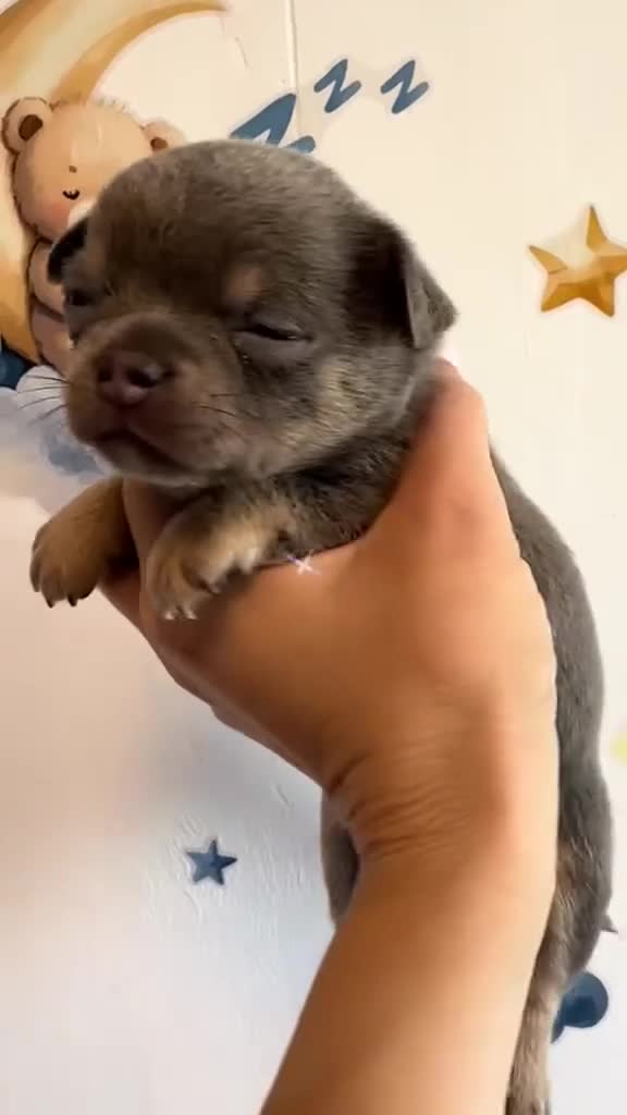Chihuahua perros en venta: Hembra Blue  - Video 1
