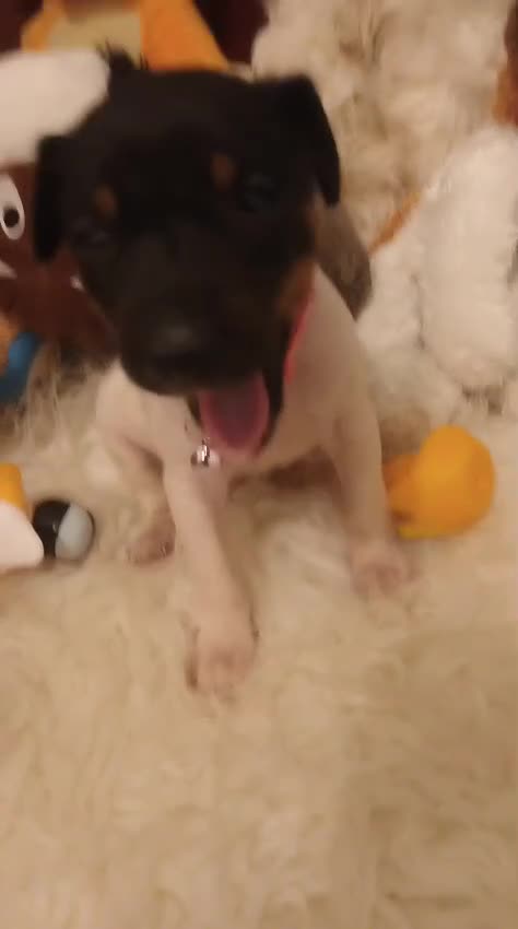 Ratonero Bodeguero Andaluz perros en venta: CACHORRITO DE BODEGUERO  - Video 1