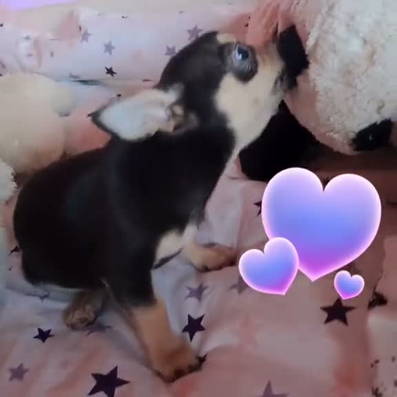 Chihuahua perros en venta: Chihuahuas cabeza manzana - Video 1