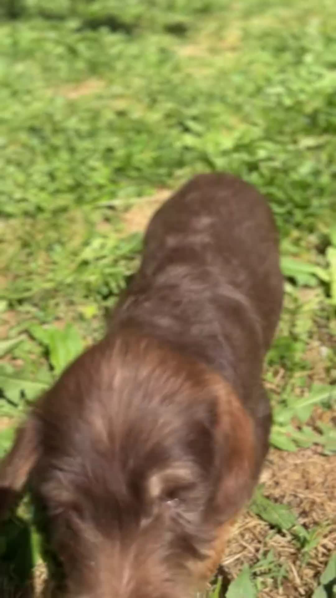 Teckel Miniatura perros en venta: Teckel pelo duro chocolate  - Video 1