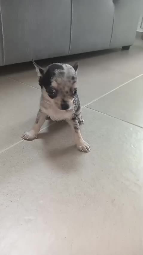 Chihuahua perros en venta: Chihuahua Merle macho  - Video 1
