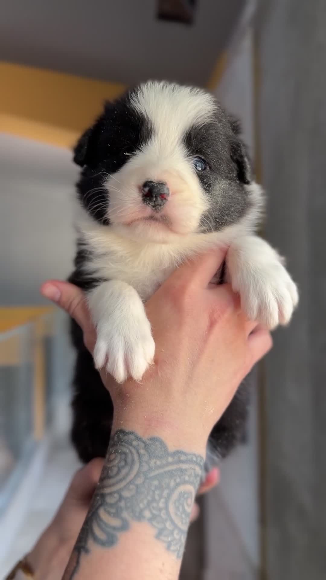 Border Collie perros en venta: Border negro y blanco  - Video 1