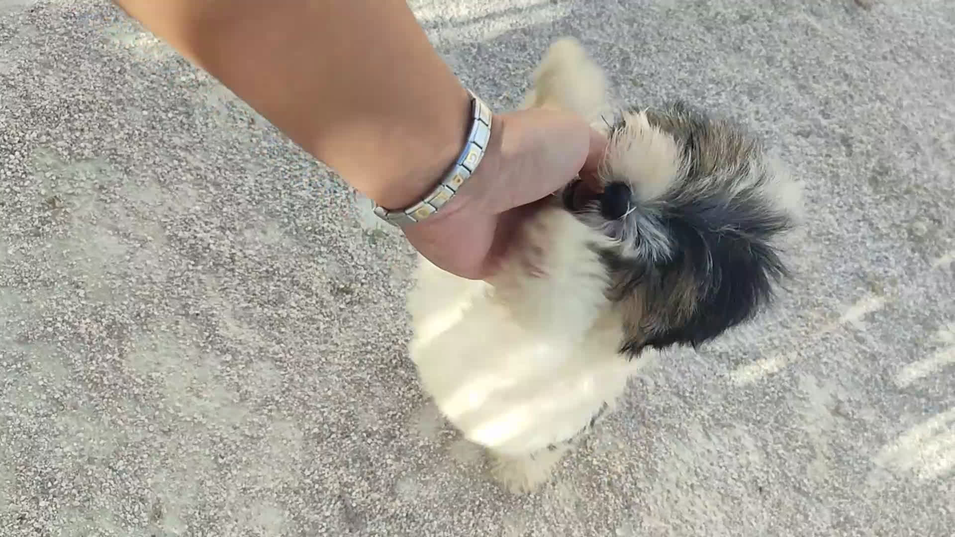 Raza Mixta perros en venta: Cachorritas malvi - Video 2