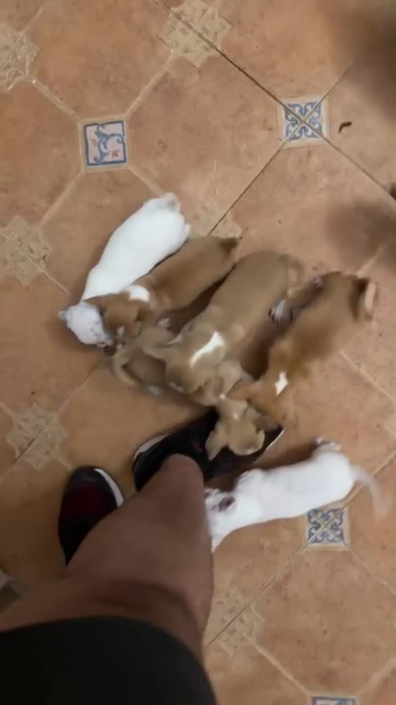 Chihuahua perros en venta: Chihuahua toy  - Video 1