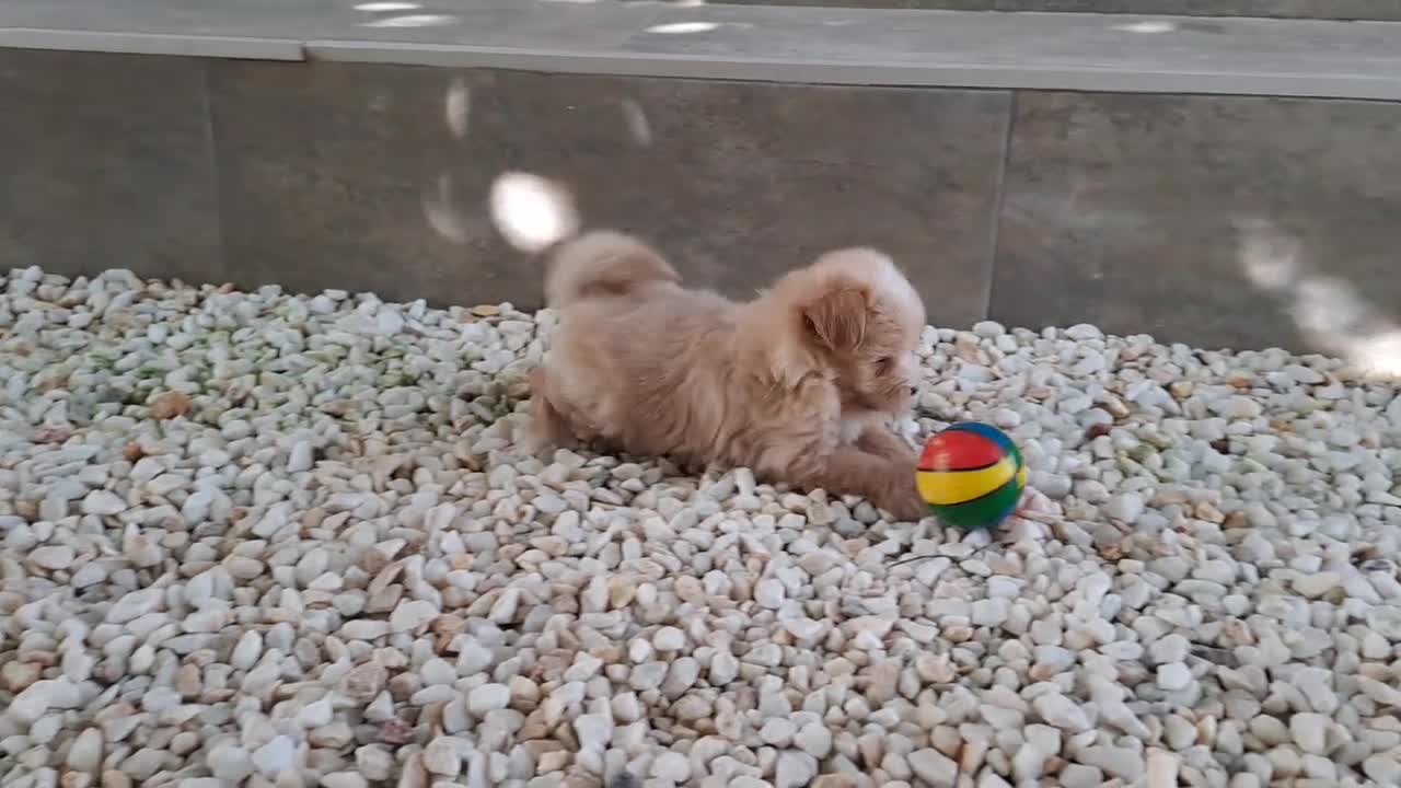 Maltipoo perros en venta: Cachorritos de Maltipoo  - Video 1
