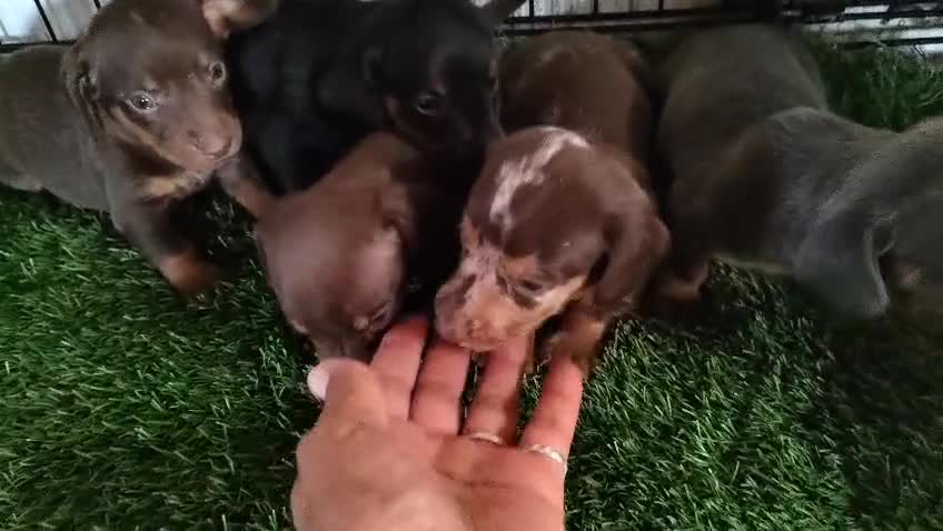 Teckel Miniatura perros en venta: Camada de Teckel miniatura - Video 3