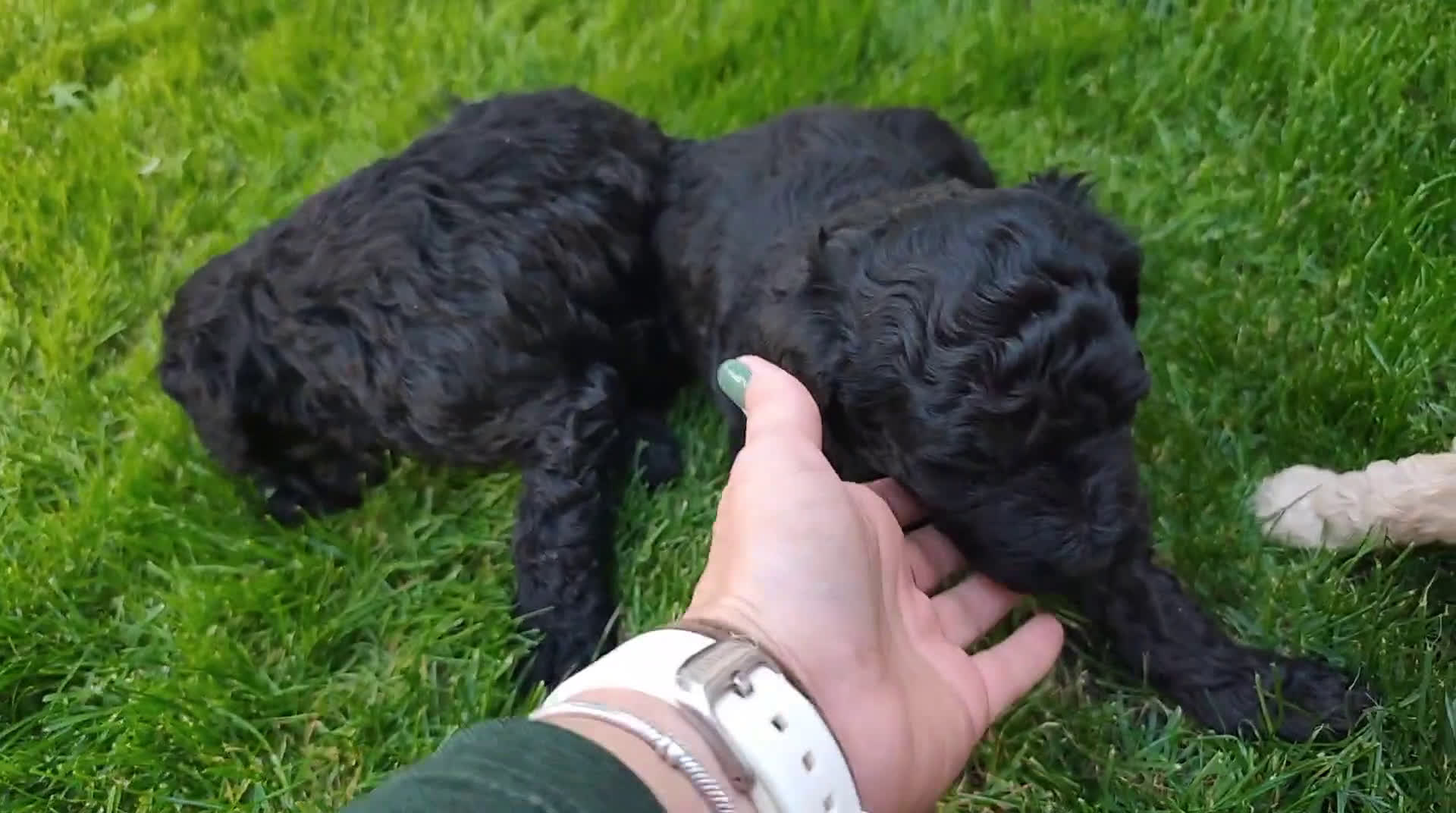 Perro de Agua Español perros en venta: Machos disponibles - Video 1