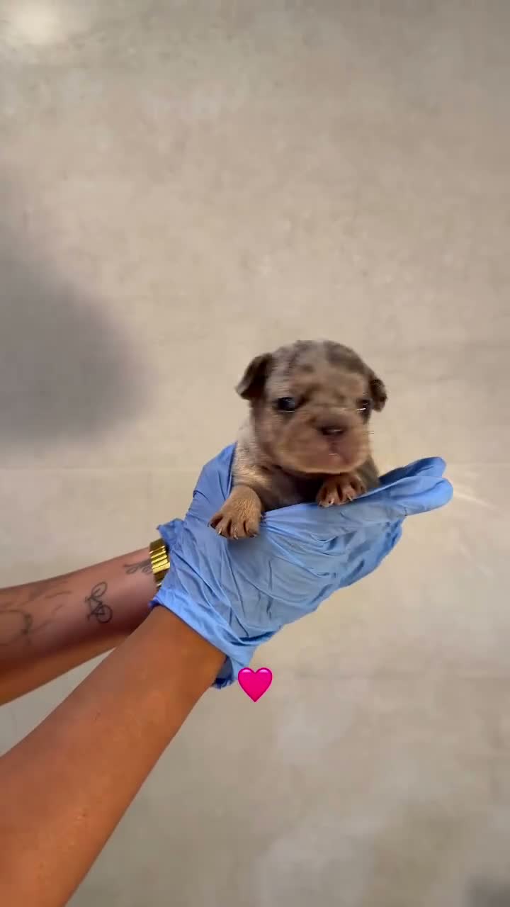 Bulldog Francés perros en venta: BULLDOG FRANCÉS MERLE 💖🐶 CAMADA - Video 1