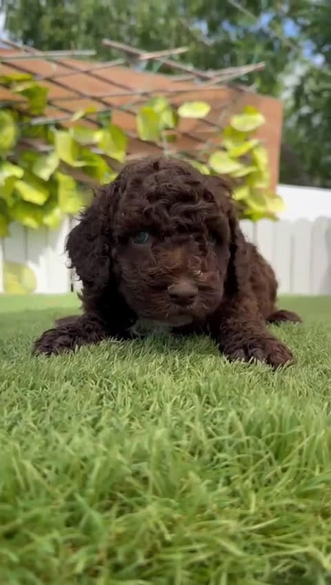 Perro de Agua Español perros en venta: PERRO DE AGUA HEMBRA RABONA - Video 3