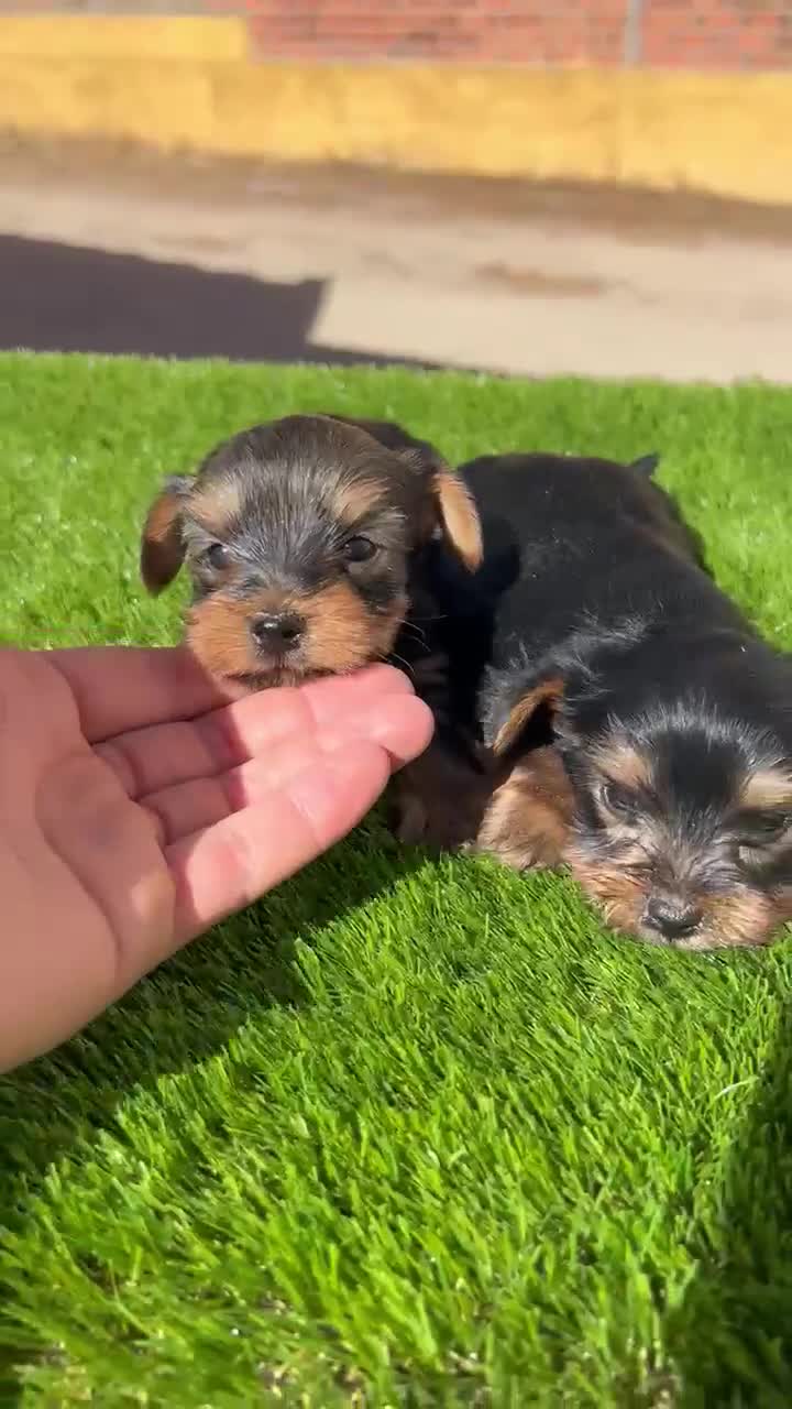 Yorkshire Terrier perros en venta: Yorkshire  - Video 1