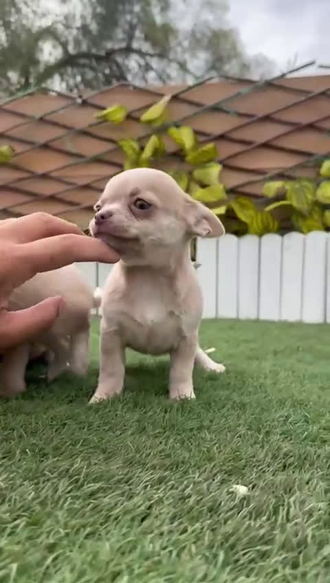 Chihuahua perros en venta: CHIHUAHUA HEMBRA - Video 3