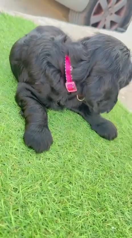 Cocker Spaniel Inglés perros en venta: Cocker Spaniel Ingles Hembra Negra Preciosa  - Video 1