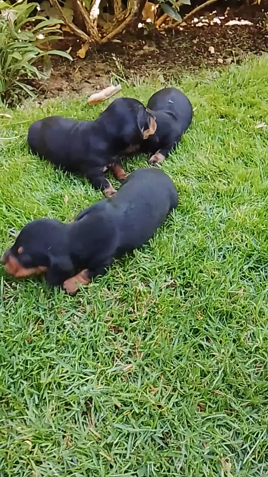 Teckel Miniatura perros en venta: Cachorros de teckel miniatura  - Video 2