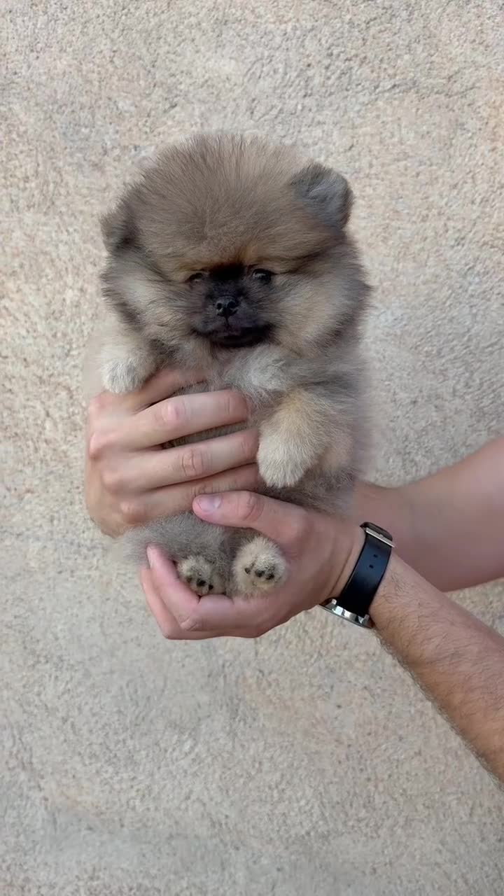 Pomerania perros en venta: Dos preciosas hembras Pomerania color sable - Video 1