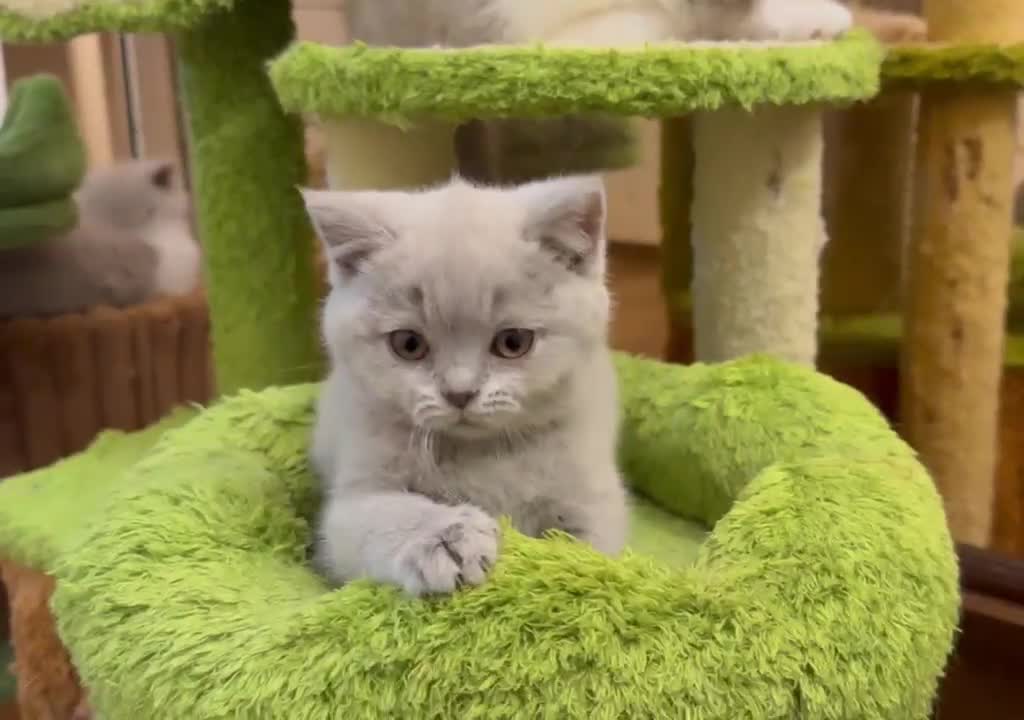 Británico de Pelo Corto gatos en venta: Últimas 3 hembras British Shorthair disponibles 🐾 - Video 1