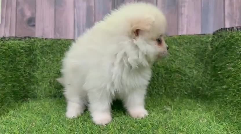 Pomerania perros en venta: Pomeranias - Video 4