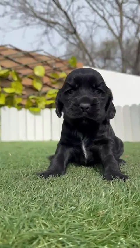Cocker Spaniel Inglés perros en venta: COCKER HEMBRA - Video 1