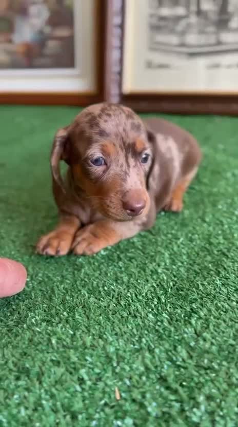 Teckel Miniatura perros en venta: Cachorra mini arlequín chocolate  - Video 1