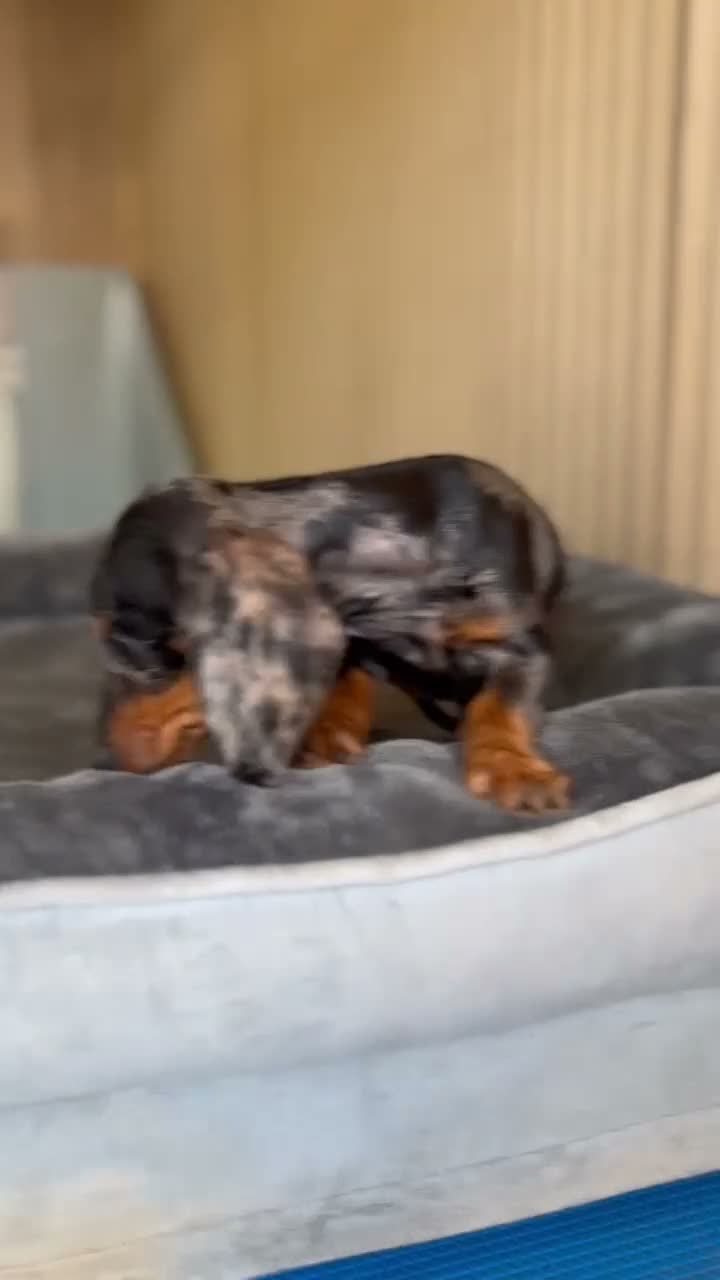 Teckel Miniatura perros en venta: Hembra teckel - Video 1