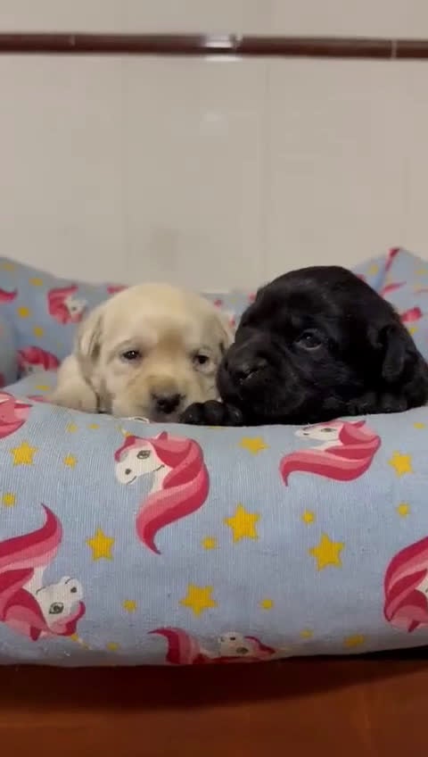 Labrador Retriever perros en venta: Cachorros labrador retriever DE PINECAN - Video 1