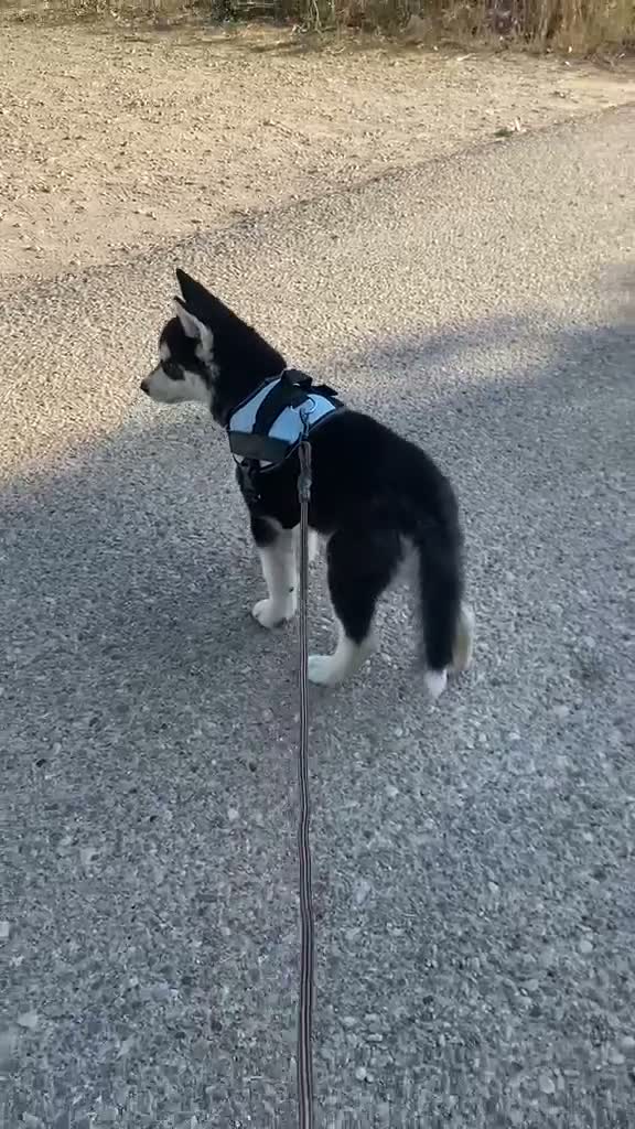 Husky Siberiano perros en venta: Perritas husky preciosas  - Video 2