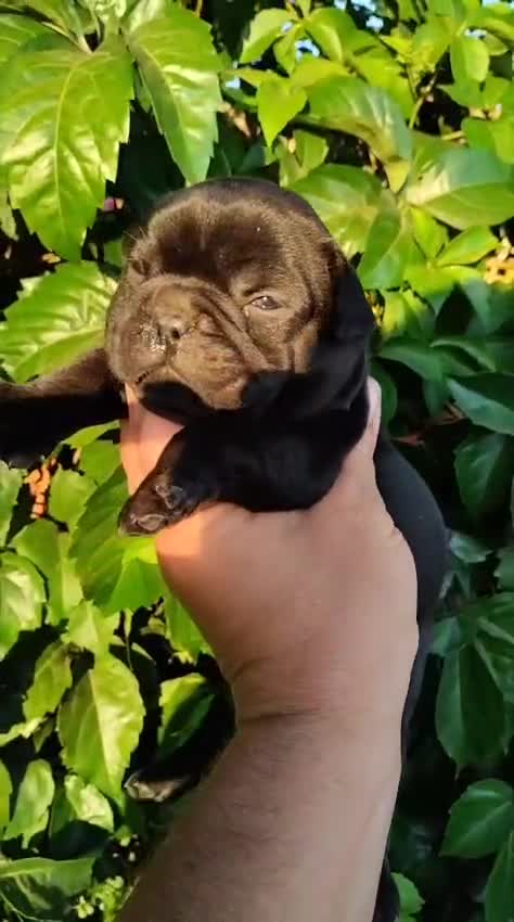 Bulldog Francés perros en venta: Bulldog Frances - Video 1