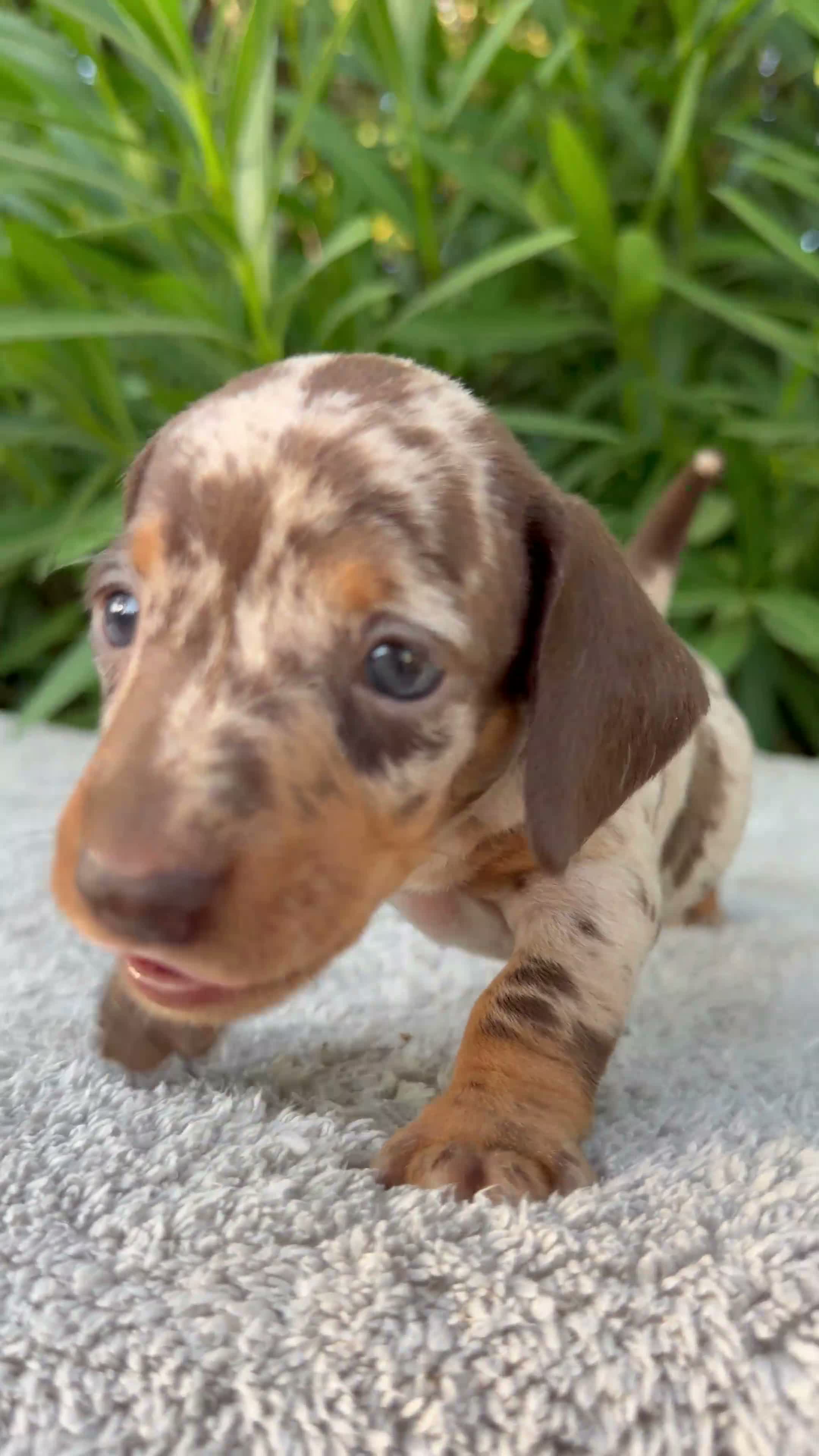 Teckel Miniatura perros en venta: TECKEL MINIATURA ARLEQUÍN CHOCOLATE HEMBRA  - Video 1