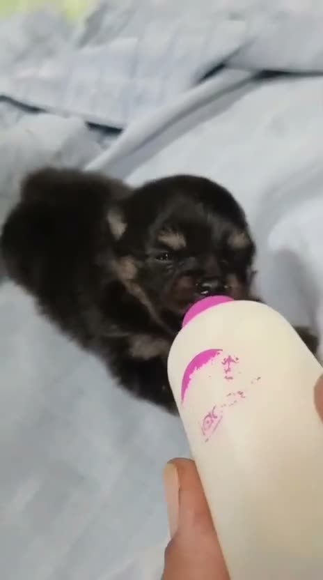 Pomerania perros en venta: Súper toy black and tan - Video 1