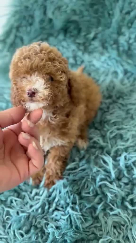 Caniche Toy perros en venta: Caniche hembra toy roja🐾 - Video 1