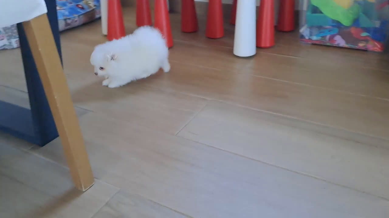Pomerania perros en venta: Cachorritos Lulu de Pomerania  - Video 4
