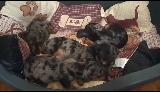 Teckel Miniatura perros en venta: Excelente Teckel negro fuego y arlequín plata  - Video 2