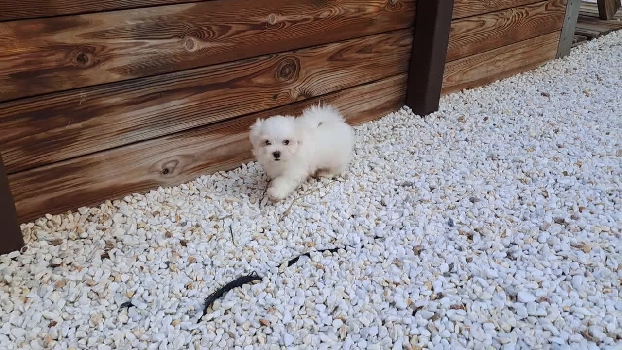 Bichón Maltés perros en venta: Cachorrito Bichon Maltes  - Video 1
