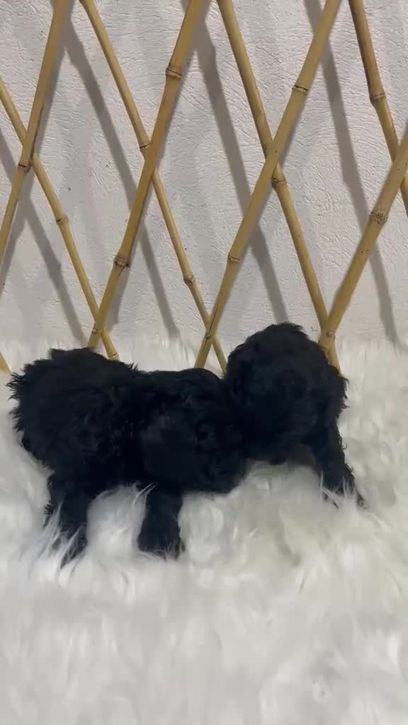 Caniche Toy perros en venta: CANICHE TOY  - Video 1