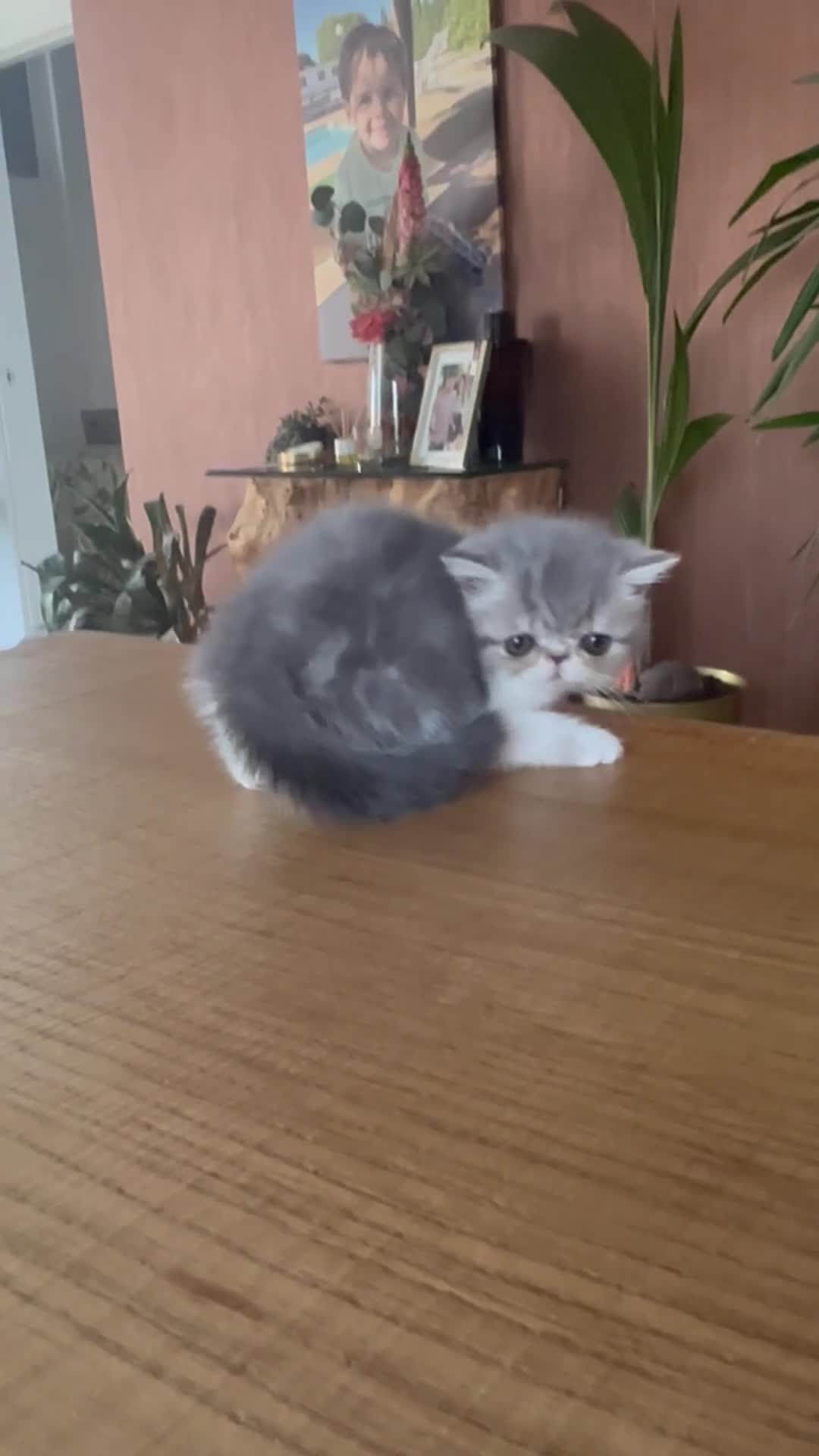 Exótico de Pelo Corto gatos en venta: Exótica bicolor Azul - Video 1