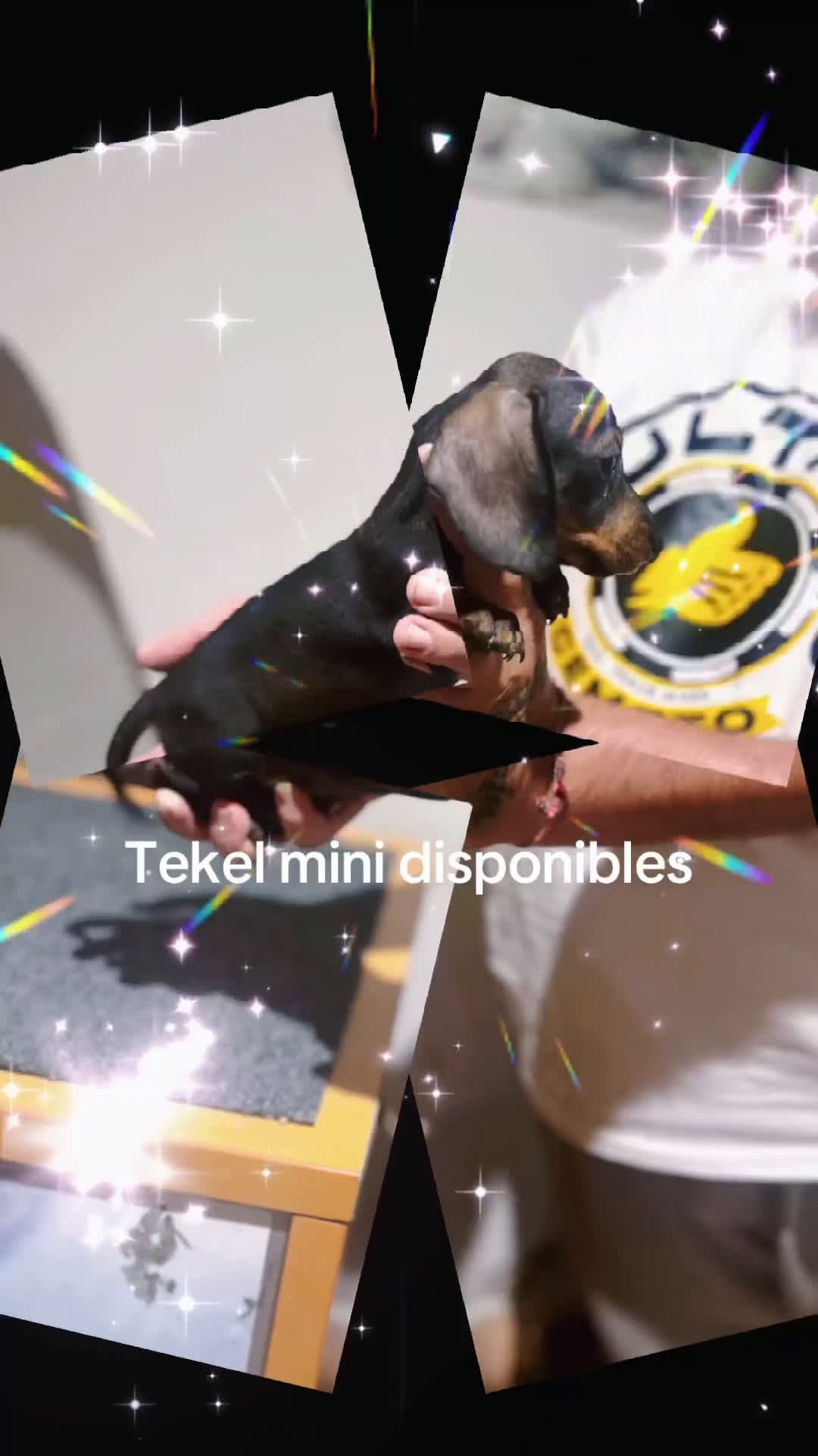 Teckel Miniatura perros en venta: Teckel caninchen  - Video 3