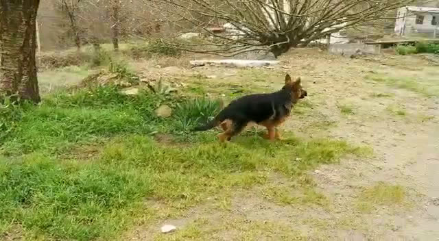 Pastor Alemán perros en venta: Cachorros pastor alemán  en Pontevedra - Video 2