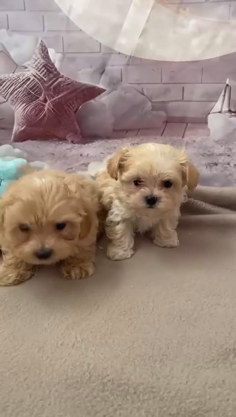 Maltipoo perros en venta: Maltipoo  - Video 1