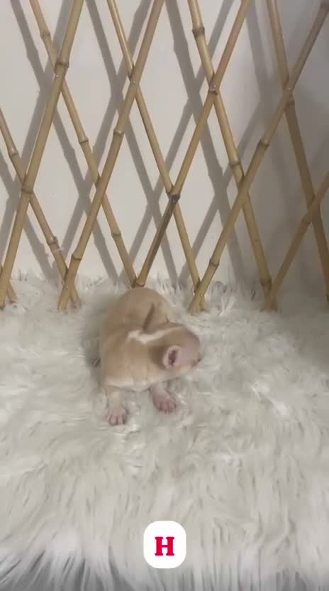 Chihuahua perros en venta: HEMBRITA CHIHUAHUA MINI TOY - Video 1