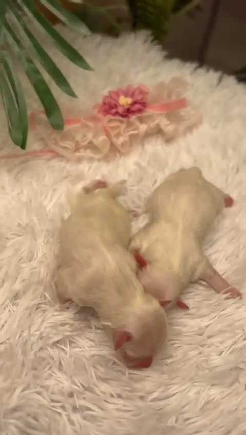 Bichón Maltés perros en venta: BICHON MALTES - Video 1